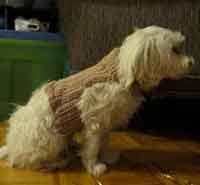 Doggie Sweater