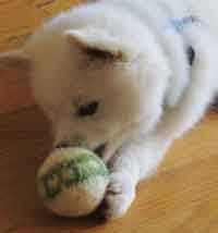 Indy Dog Toy Ball