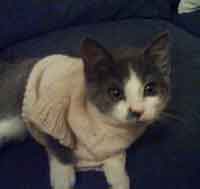 Poppy Cat Sweater