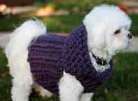 Ribbed Sweater Dog Vest