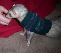 Ferret Sweater