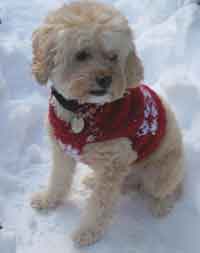 Snowflake Dog Sweater