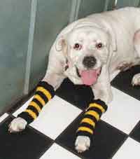 Steelers Striped Dog Leg Warmers