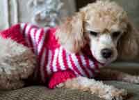 Varsity Dog Sweater