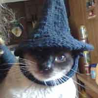 Witch Pet Hat