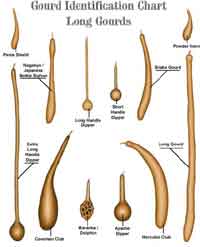 Gourd Identification Chart