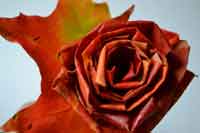 Fall Maple Leaf Roses Tutorial