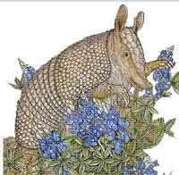 Armadillo and Flowers