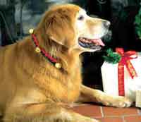 Holiday Pet Collars