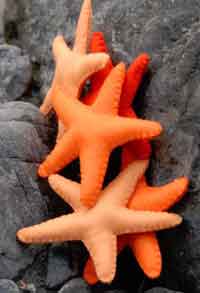 Autumn Starfish