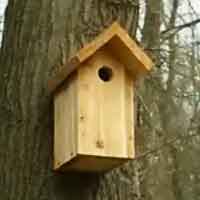 VIDEO One Board Bird House 