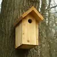 VIDEO One Board Bird House