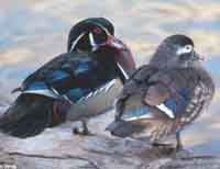 Wood Duck Nest Box