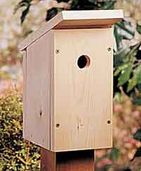 Backyard Birdhouse for Beginners