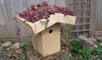 Green Roof Birdhouse 