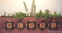 Herb Garden Window Box