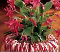 Candy Cane Planter